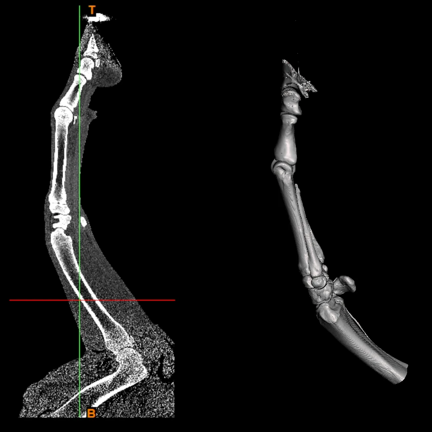 CT to 3D file/print/model