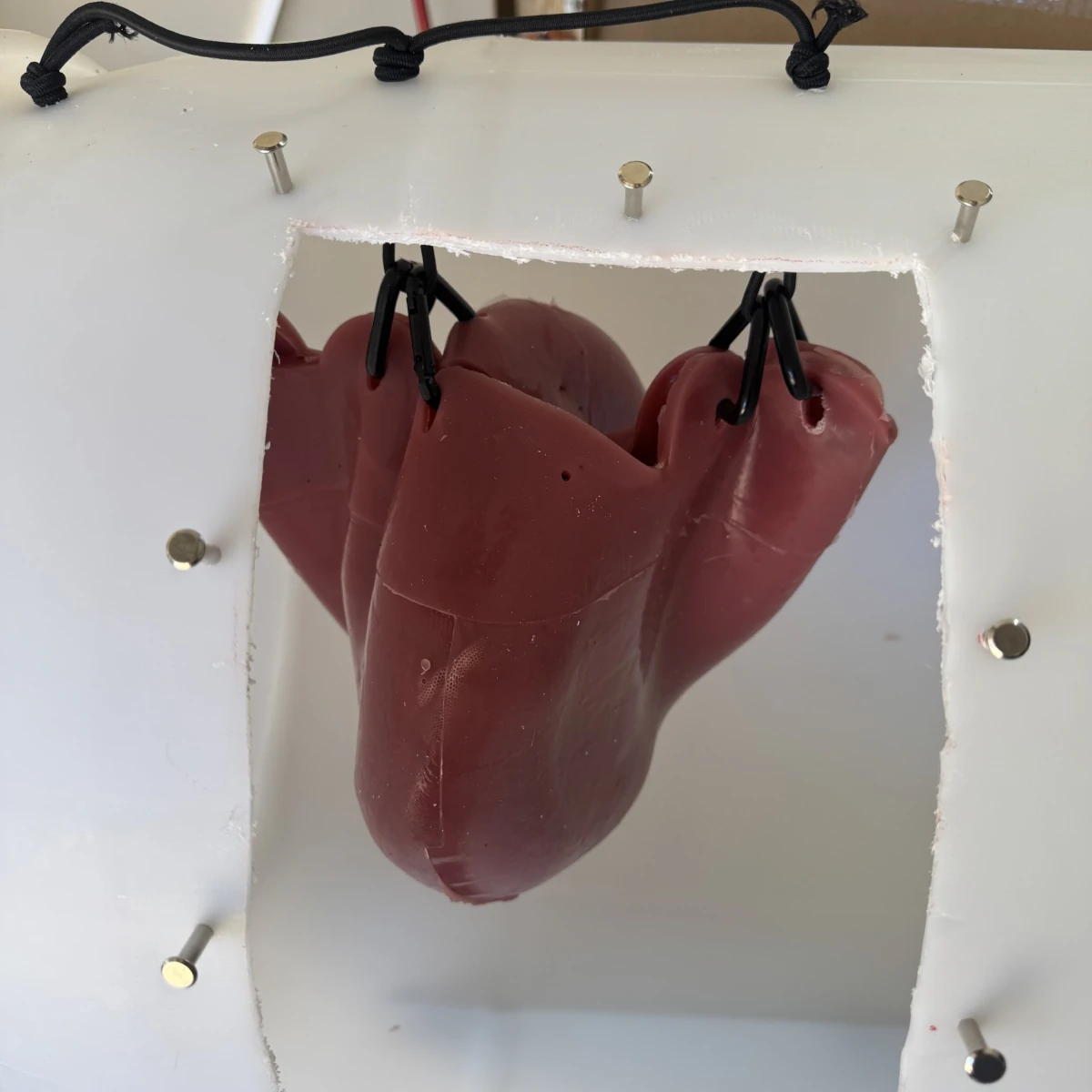 Small ruminant cesarean - lamb-uteri-suspended